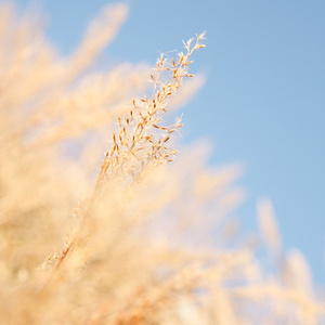 国产主播青青草2018
